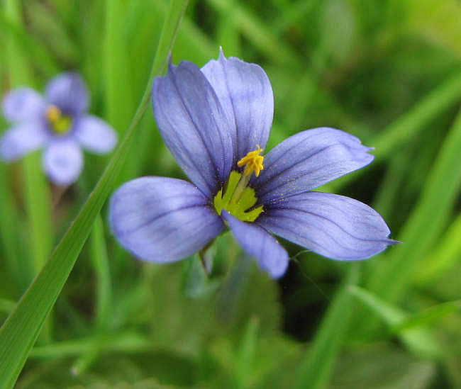 Blue-eyed grass (Sisyrhinchium sp.)