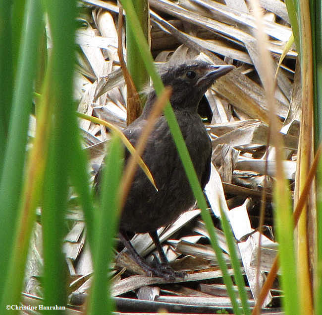 Common grackle, fledged young