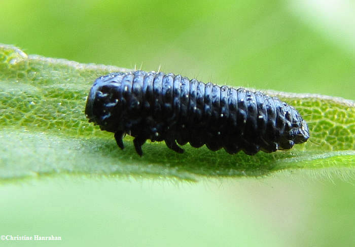 Goldenrod beetle larva  (Trirhabda sp.)