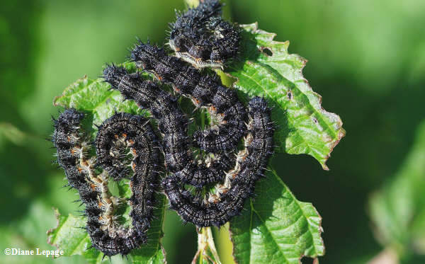 Milberts Tortoiseshell  butterfly caterpillars (Nymphalis milberti)