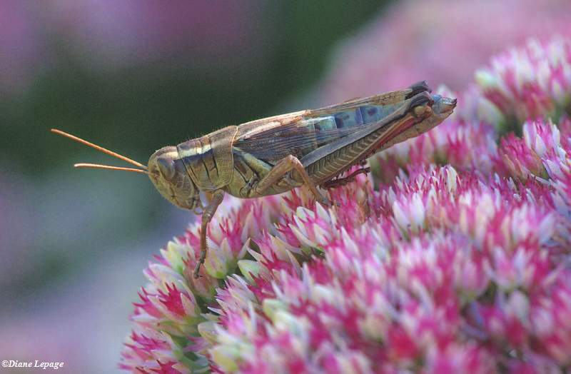 Grasshopper on sedum
