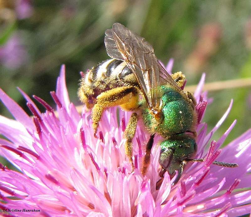 Sweat bee (Agapostemon sp.) on Knapweed