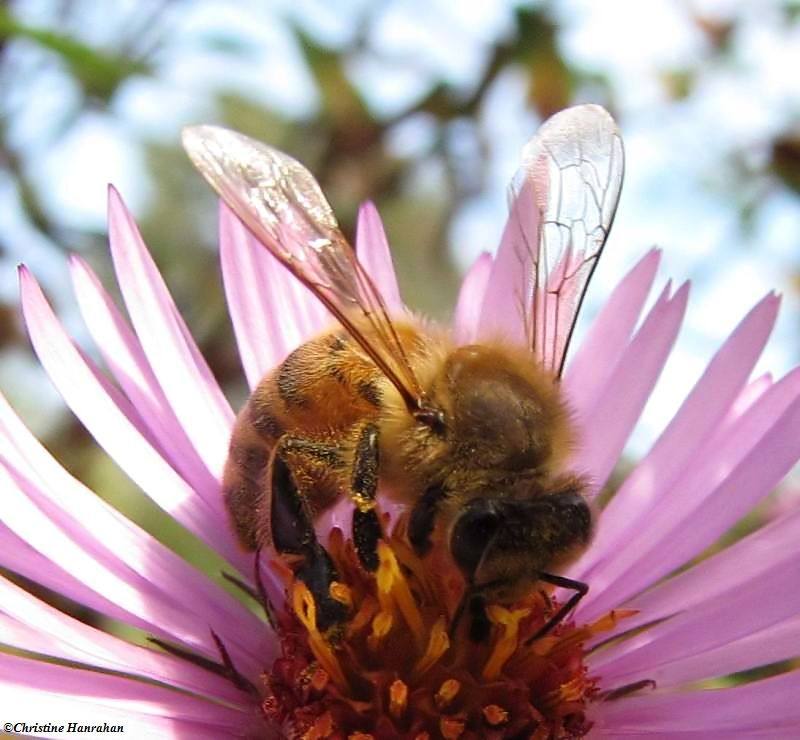 Honey bee (Apis mellifera) on New England aster