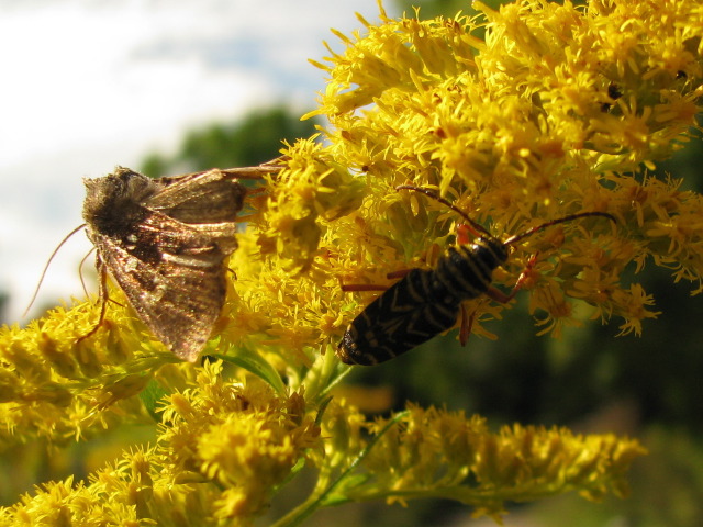 Burdock borer moth and Locust borer beetle on goldenrod