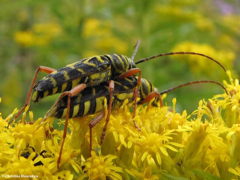 Locust borer beetle (Megacyllene robiniae)