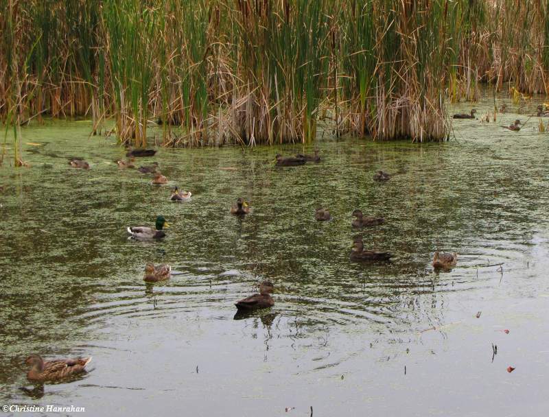 Ducks in pond