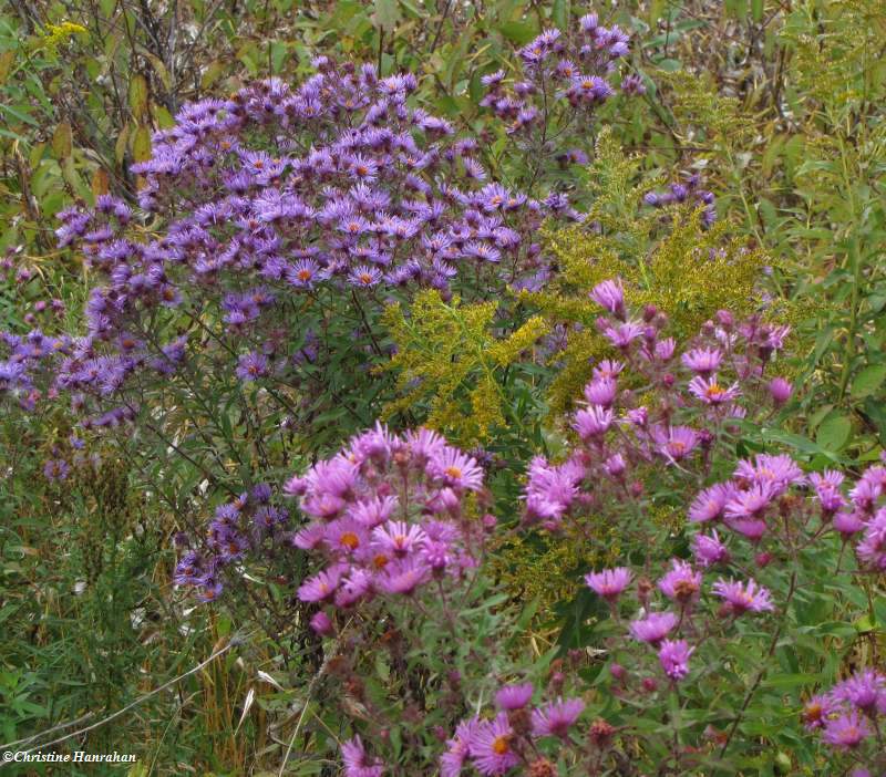 Asters