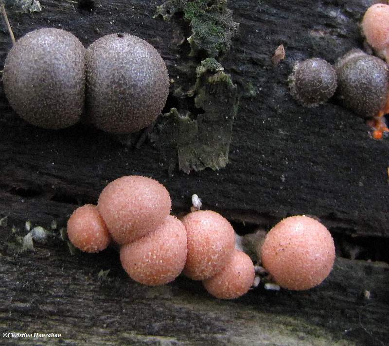 Wolf's milk slime mould (Lycogala epidendron)