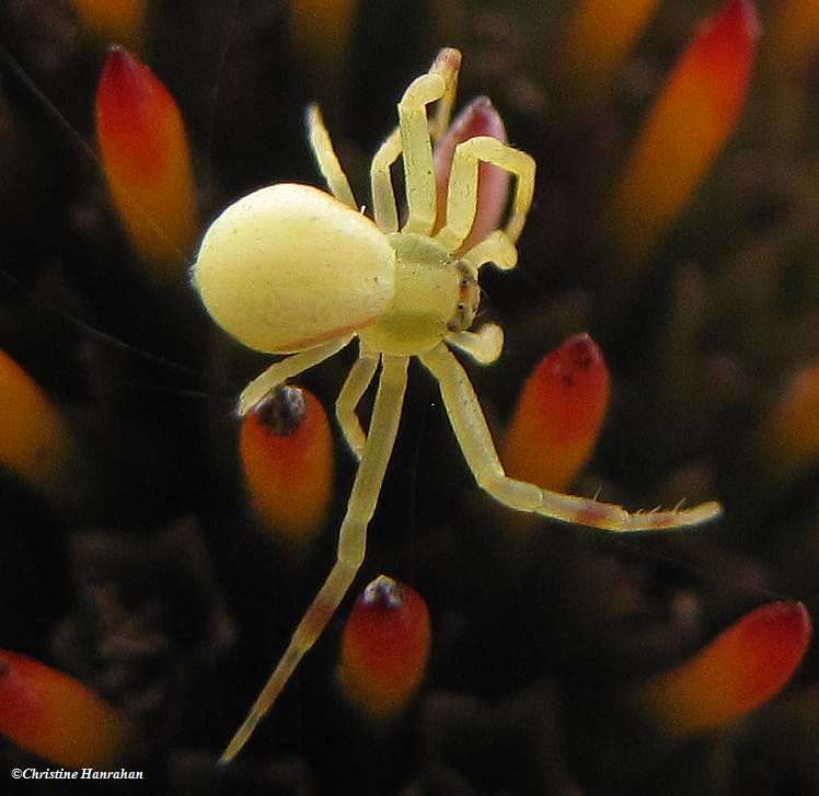 Goldenrod crab spider (Misumena vatia)