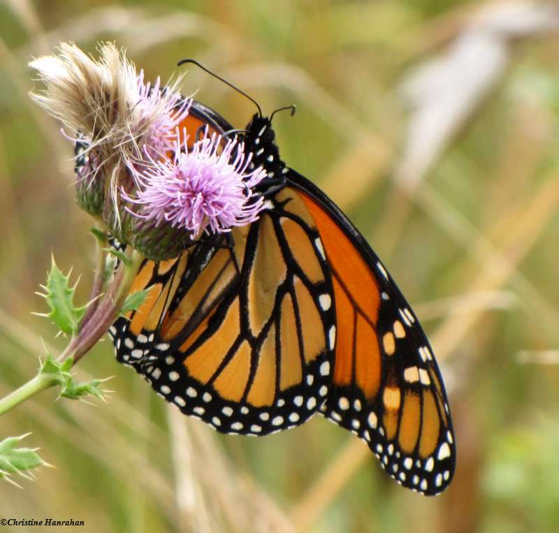 Monarch butterfly on Canada thistle