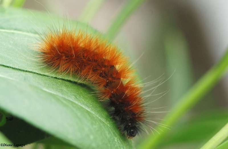 Virginia Tiger Moth, AKA Yellow Bear