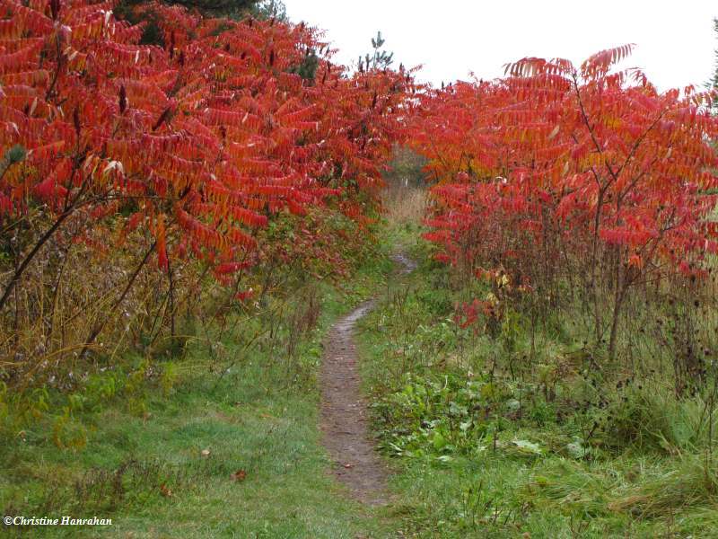 Trail through sumacs