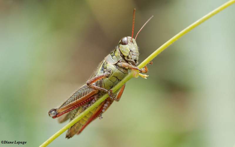 Red-legged grasshopper (Melanoplus femurrubrum)