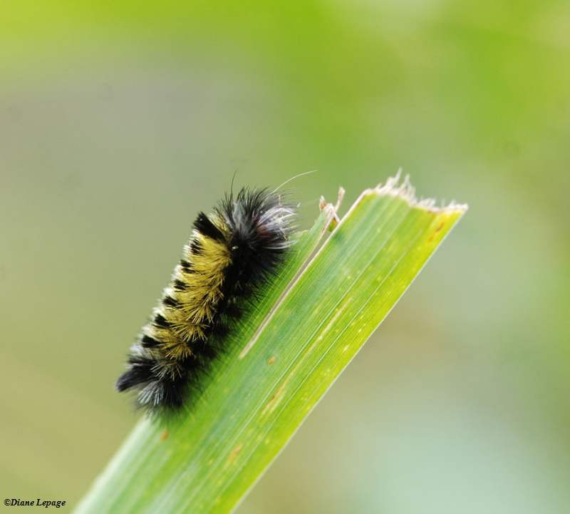Virginia Ctenucha caterpillar (Ctenuca virginica)