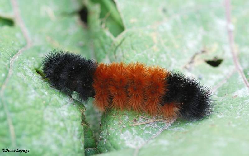 Woolly Bear caterpillar (Pyrrharctia isabella)
