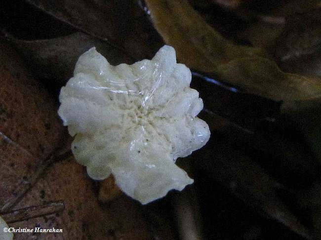 Mushroom (Marasmius sp.)