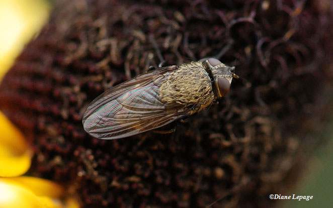 Blow fly (Pollenia sp.)