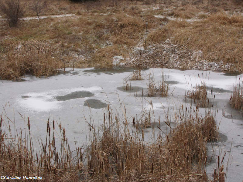 Snow on the pond