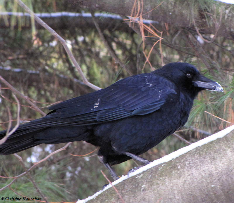 Crow eating snow