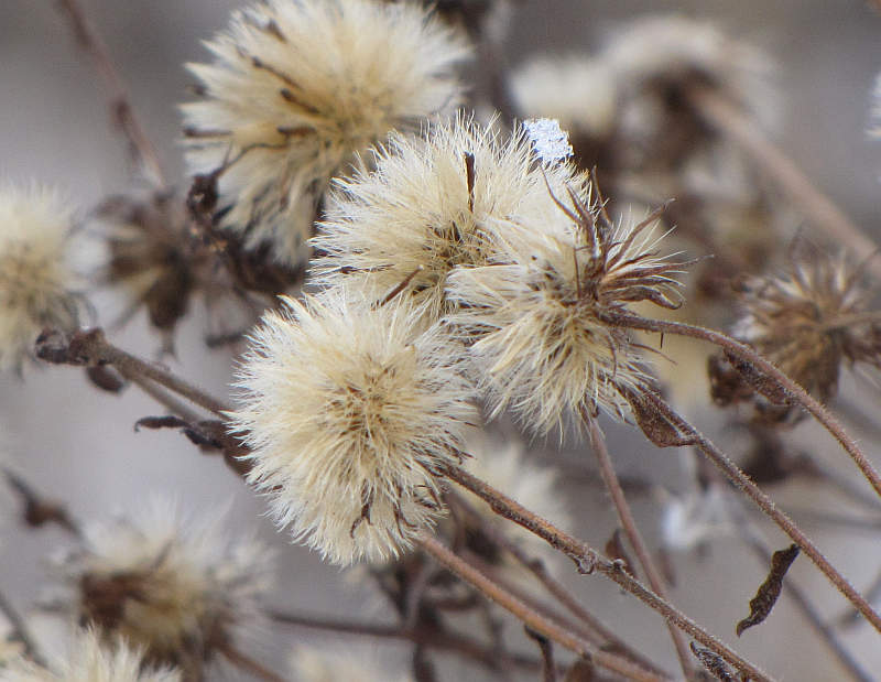 New England aster seeds