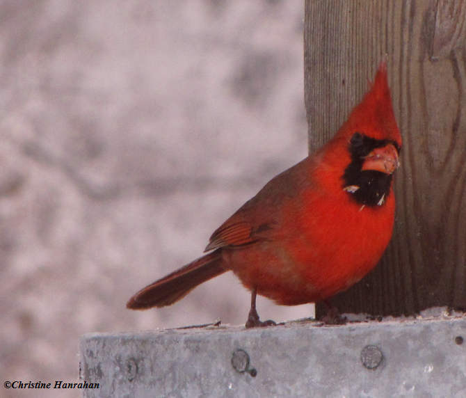 Cardinal, male