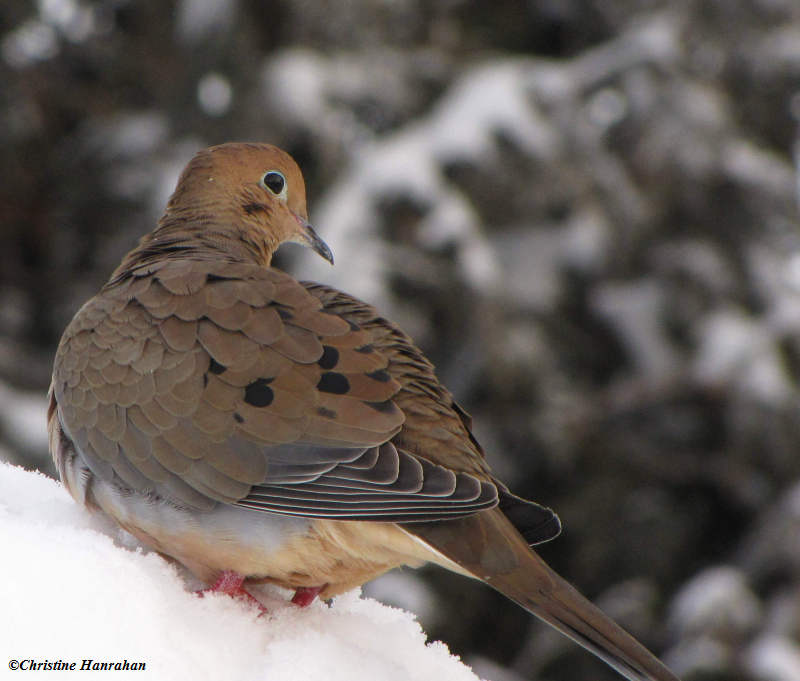 Mourning dove