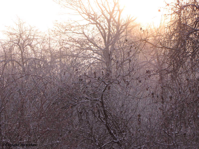 FWG in mist and sun