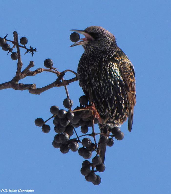 European starling eating Amur Corktree fruit (Phellodendron amurense)