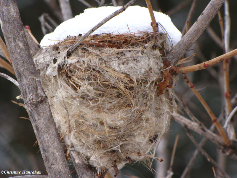 American goldfinch nest
