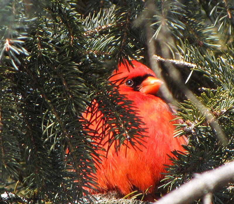 Cardinal in spruce tree
