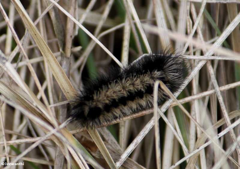 Ctenucha moth caterpillar