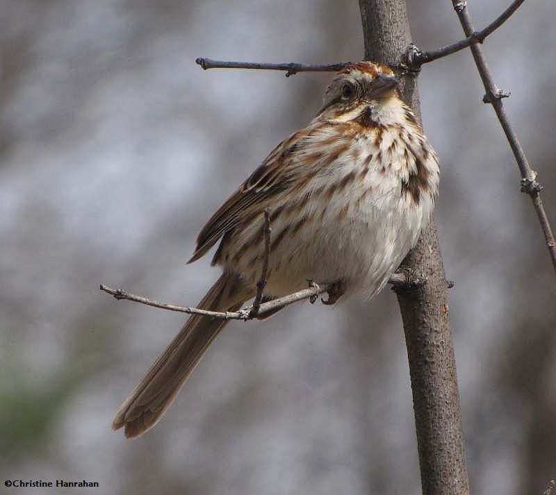 Song sparrow