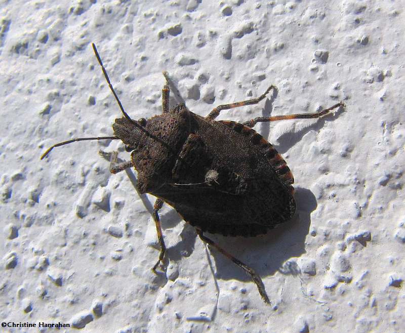 Stinkbug (Pentatomid sp.)