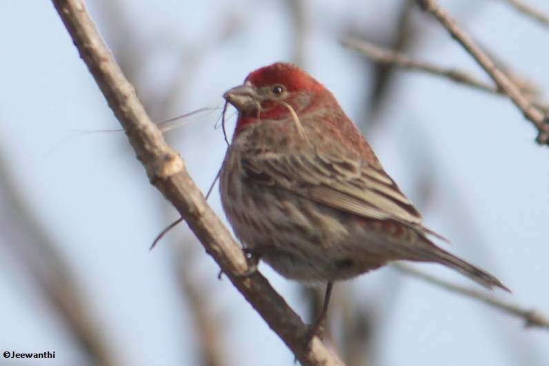 House finch with nest material