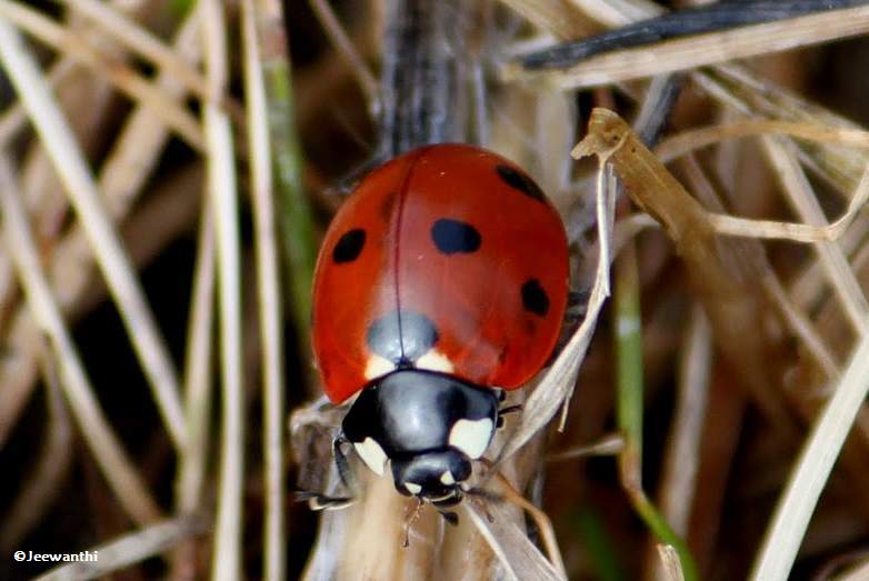 Seven-spotted lady beetle 