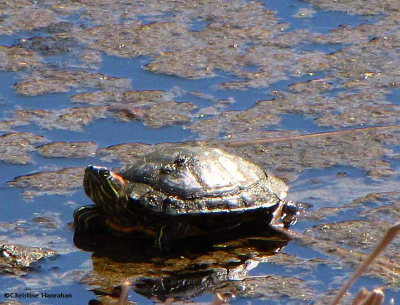 Red-eared slider