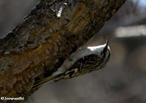 Brown creeper