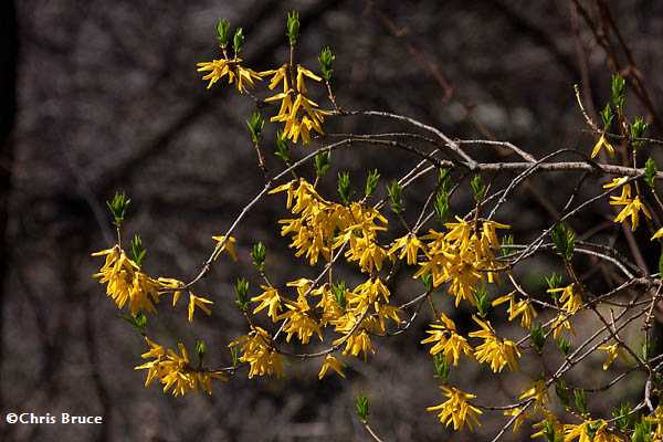 Forsythia