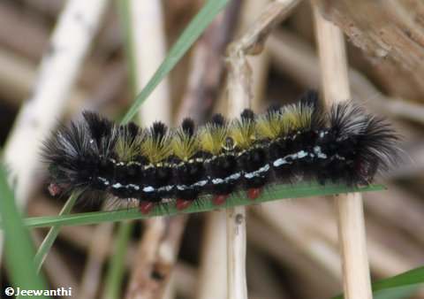 Virginia ctenucha moth caterpillar