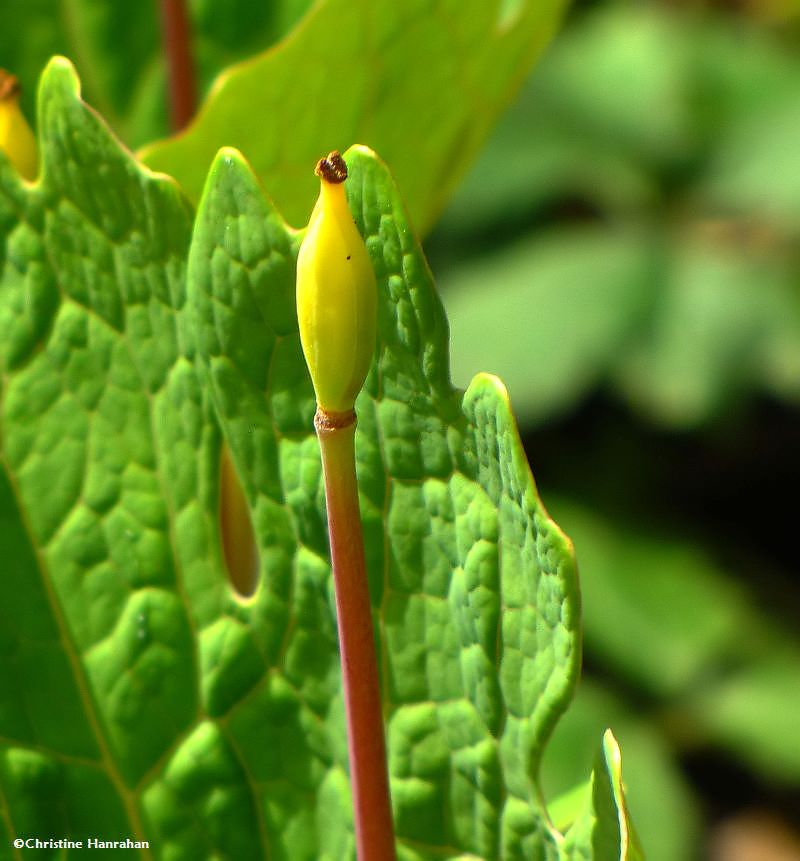 Bloodroot  seedhead(<em>Sanguinaria canadensis</em>)