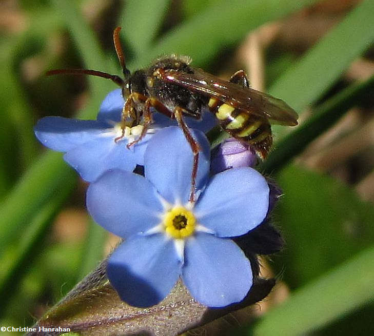 Nomada bee on forget-me-not
