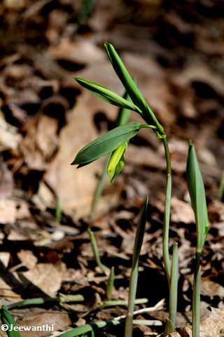 Large-flowered bellwort (Uvularia grandiflora)