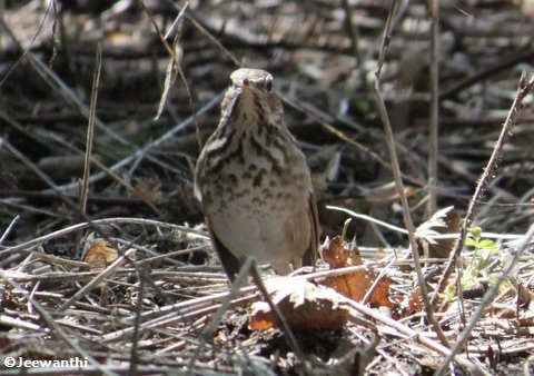 Hermit thrush