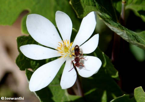 Nomada bee  on bloodroot