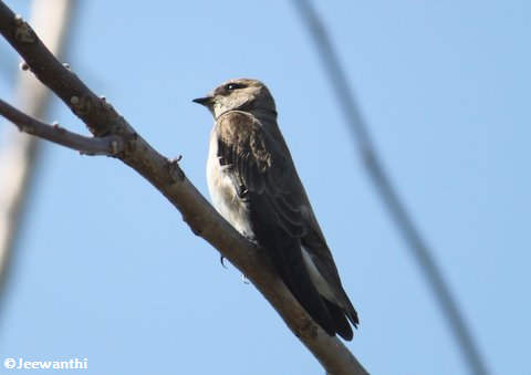 Rough-winged swallow