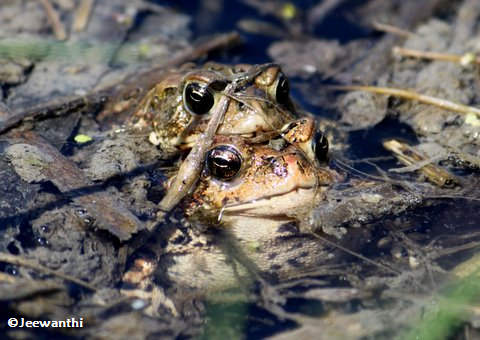 American toads (Bufo americanus)