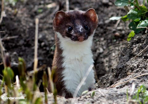 Weasel, probably long-tailed