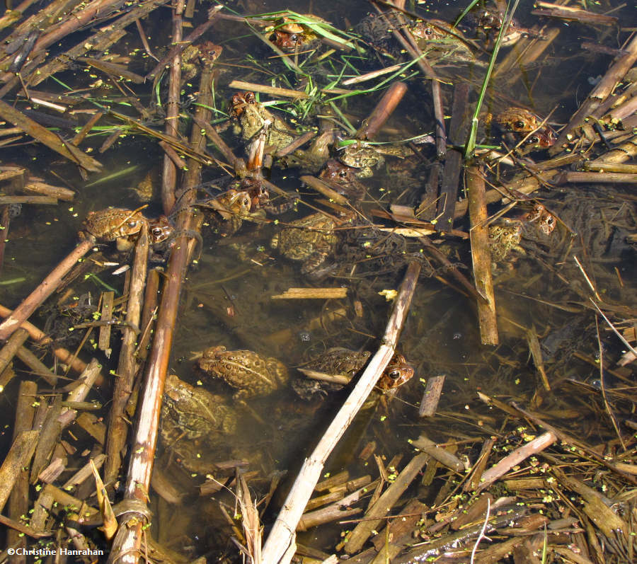 Chaos! How many toads can you count in this photo?