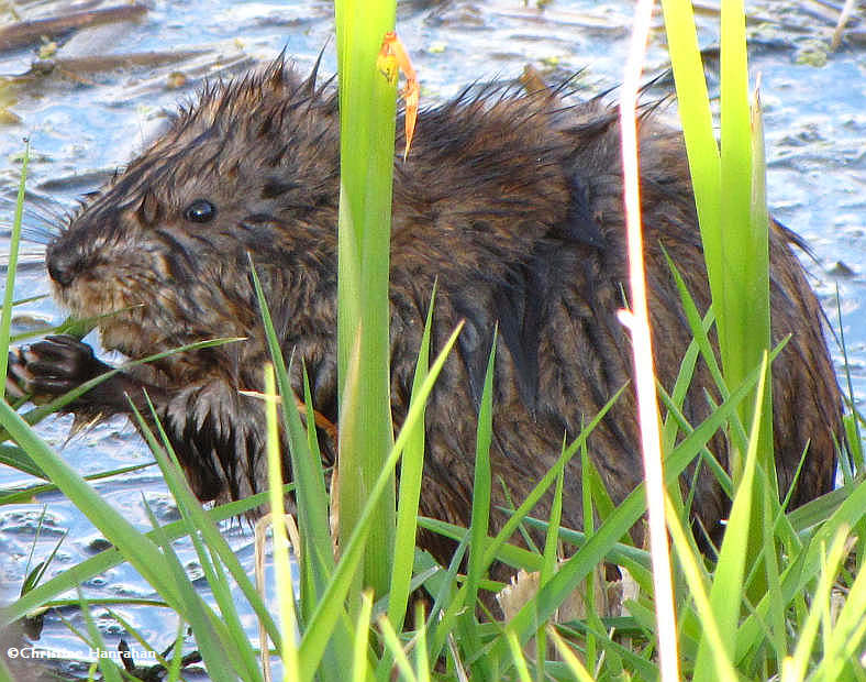 Muskrat