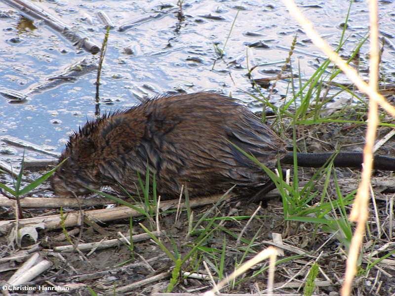 Muskrat